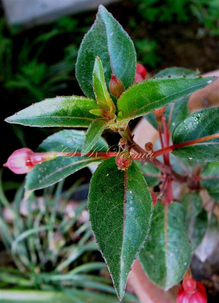  Flowering branch
